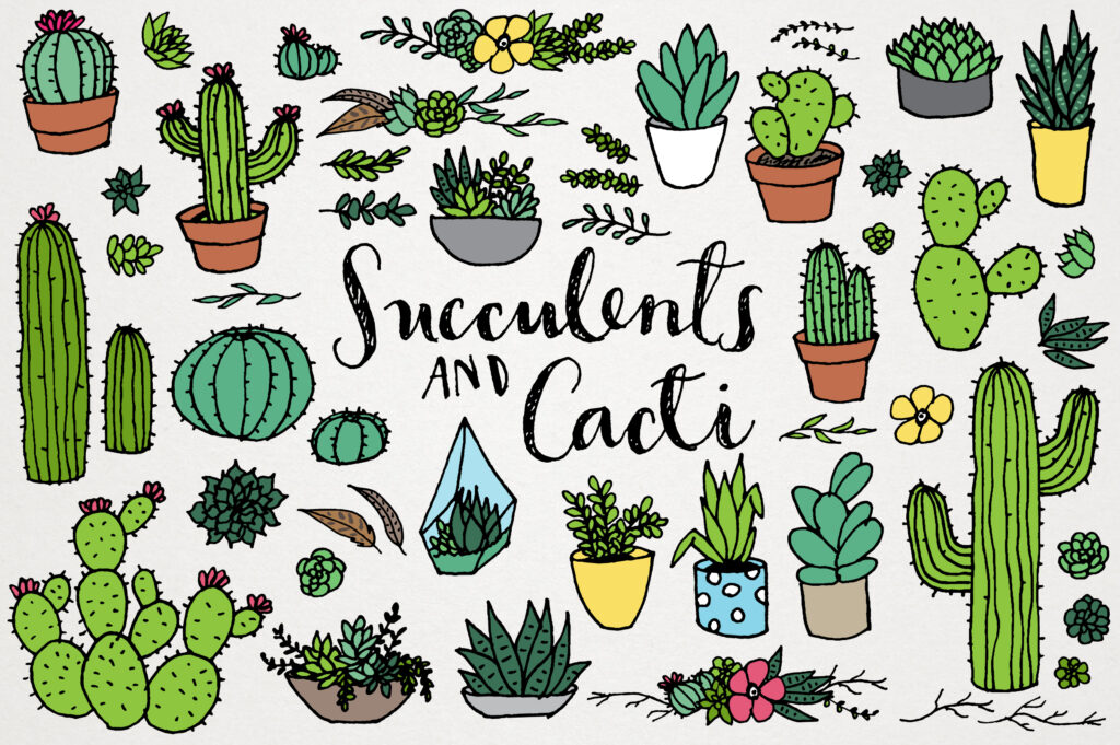 Succulents and Cacti drawing and illustration set