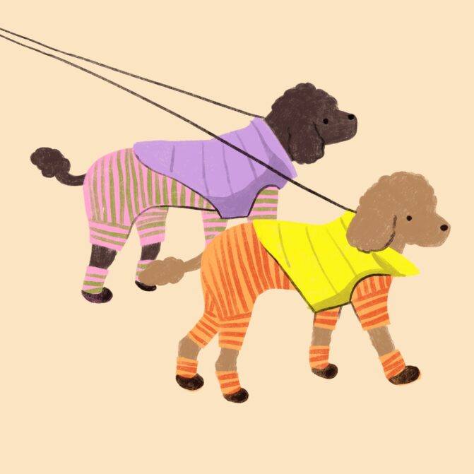 Fancy dogs - two poodles wearing matching outfits in different colors.